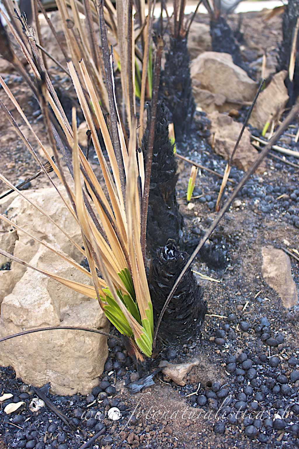 Chamaerops humilis / Palma nana mediterranea